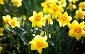 (journée) Les jonquilles à Boigneville (17 km)